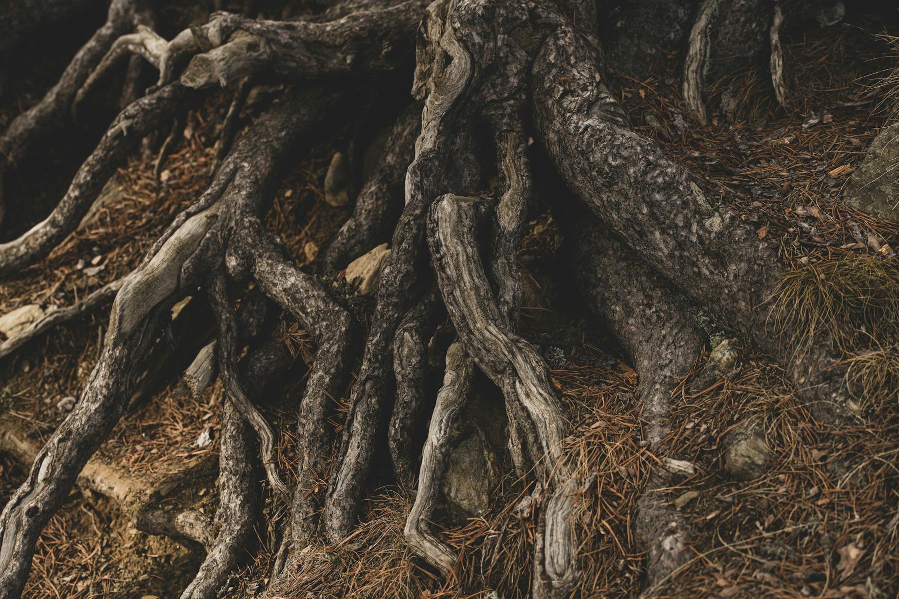 Radici di albero intrecciate nel terreno forestale, metafora delle connessioni urbane