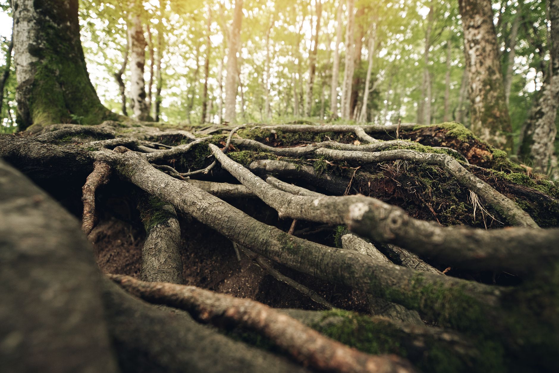 Primo piano di radici d'albero intrecciate in una foresta illuminata dal sole, texture naturali e muschio verde