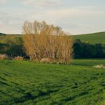 Campo verde primaverile con alberi e cielo azzurro, metafora di strade più vive e sicure