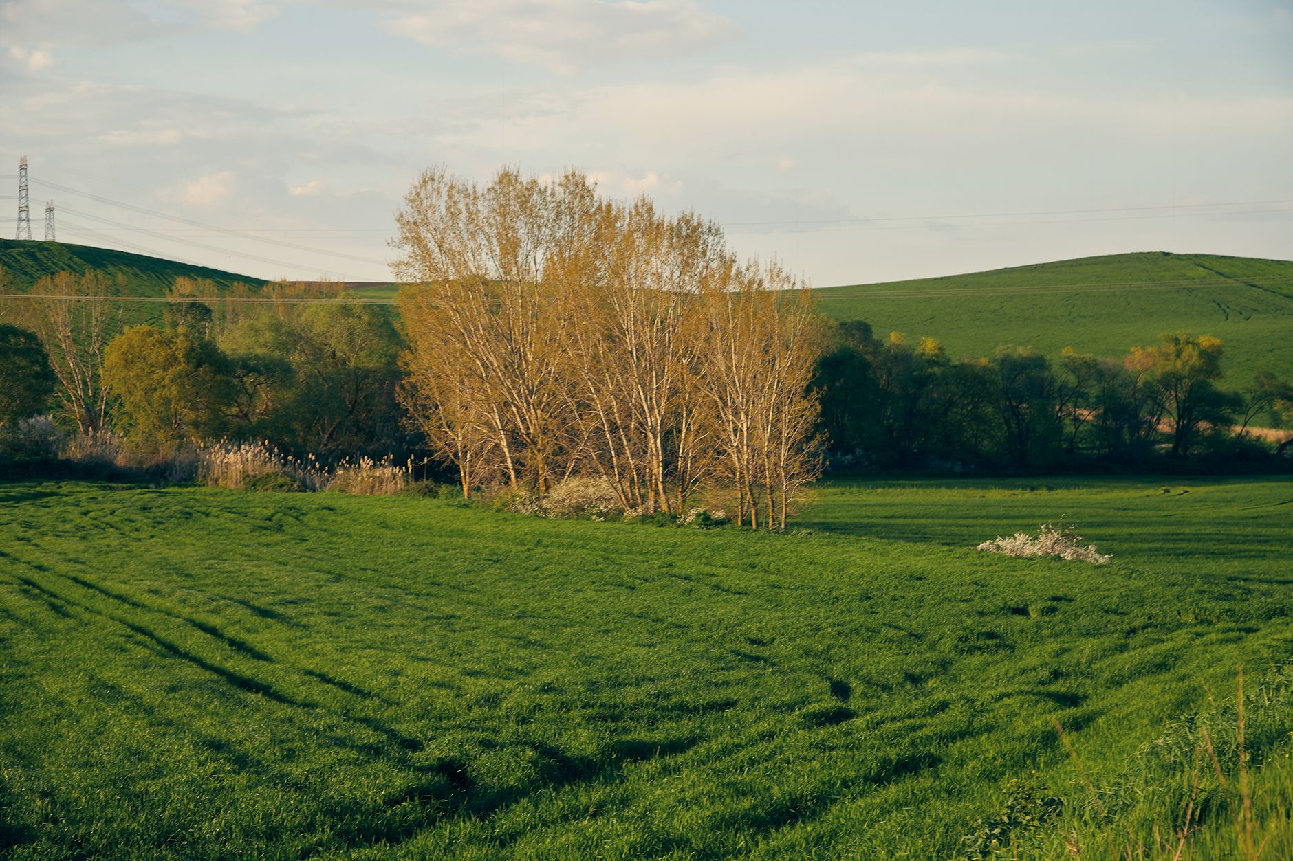Campo verde primaverile con alberi e cielo azzurro, metafora di strade più vive e sicure