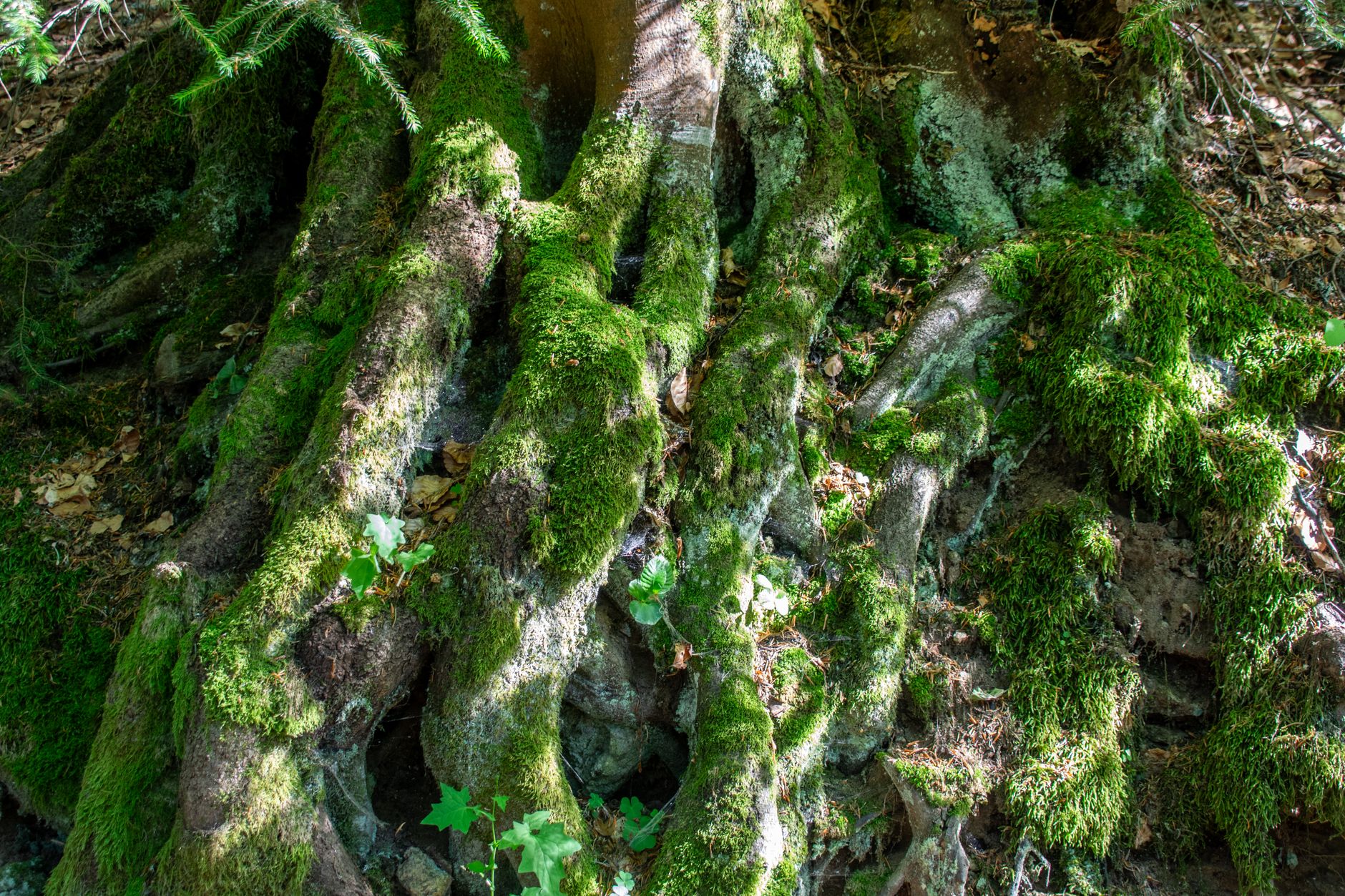 Primo piano di radici d'albero intrecciate coperte da muschio verde vibrante, simbolo di reti vitali e resilienza