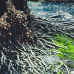 Primo piano di radici d'albero intrecciate con muschio verde brillante, simbolo di reti vitali e salute che si radica nel territorio