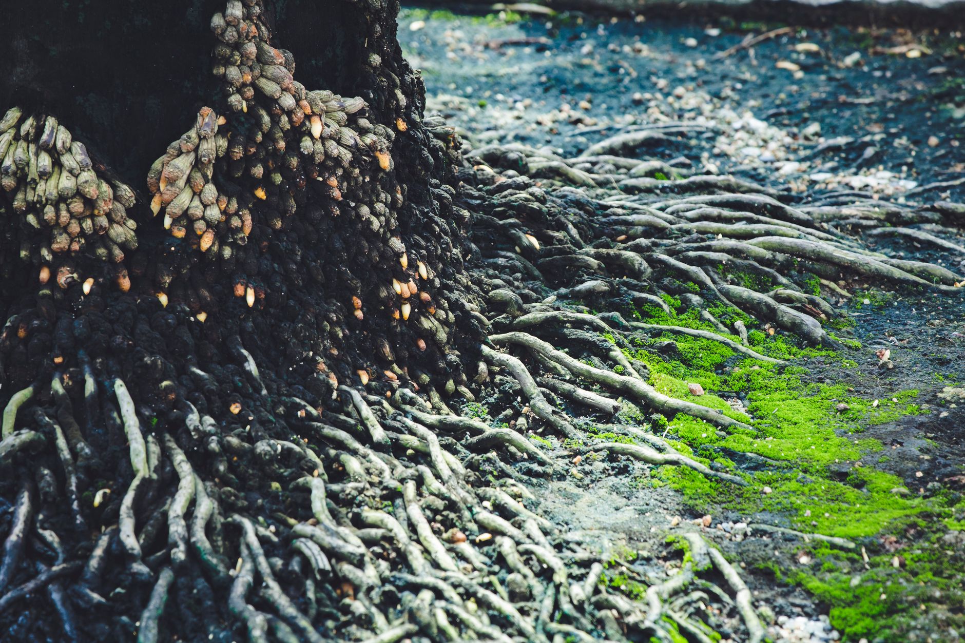 Primo piano di radici d'albero intrecciate con muschio verde brillante, simbolo di reti vitali e salute che si radica nel territorio